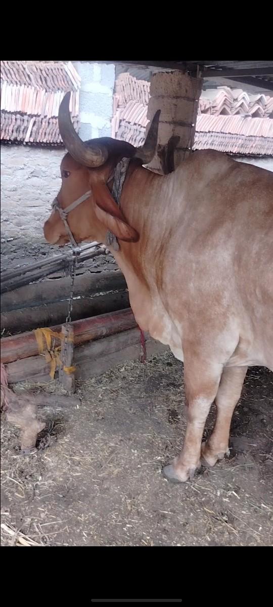 ગાય વેસાવાની સે