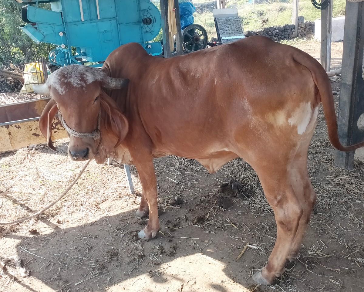 ઓળકી વેચવાની છે