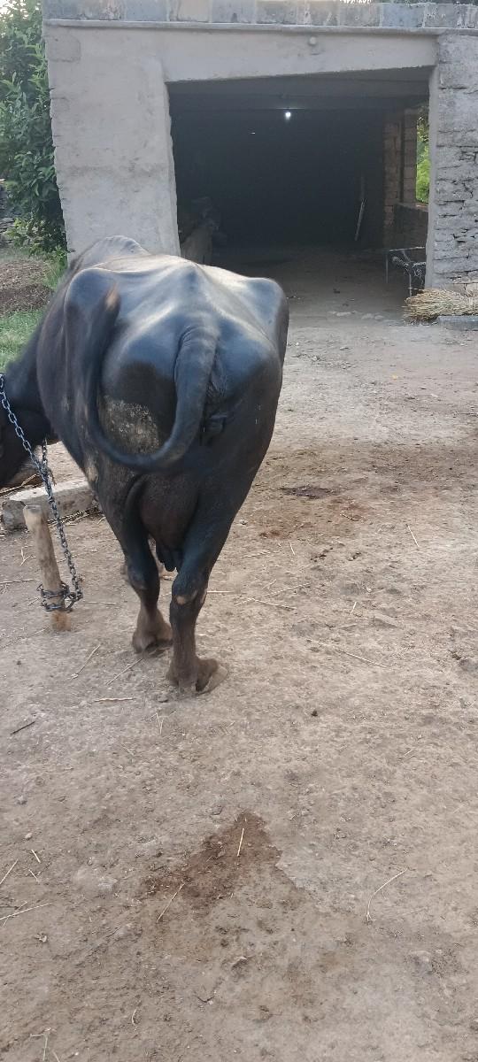 થંબનેલ 3