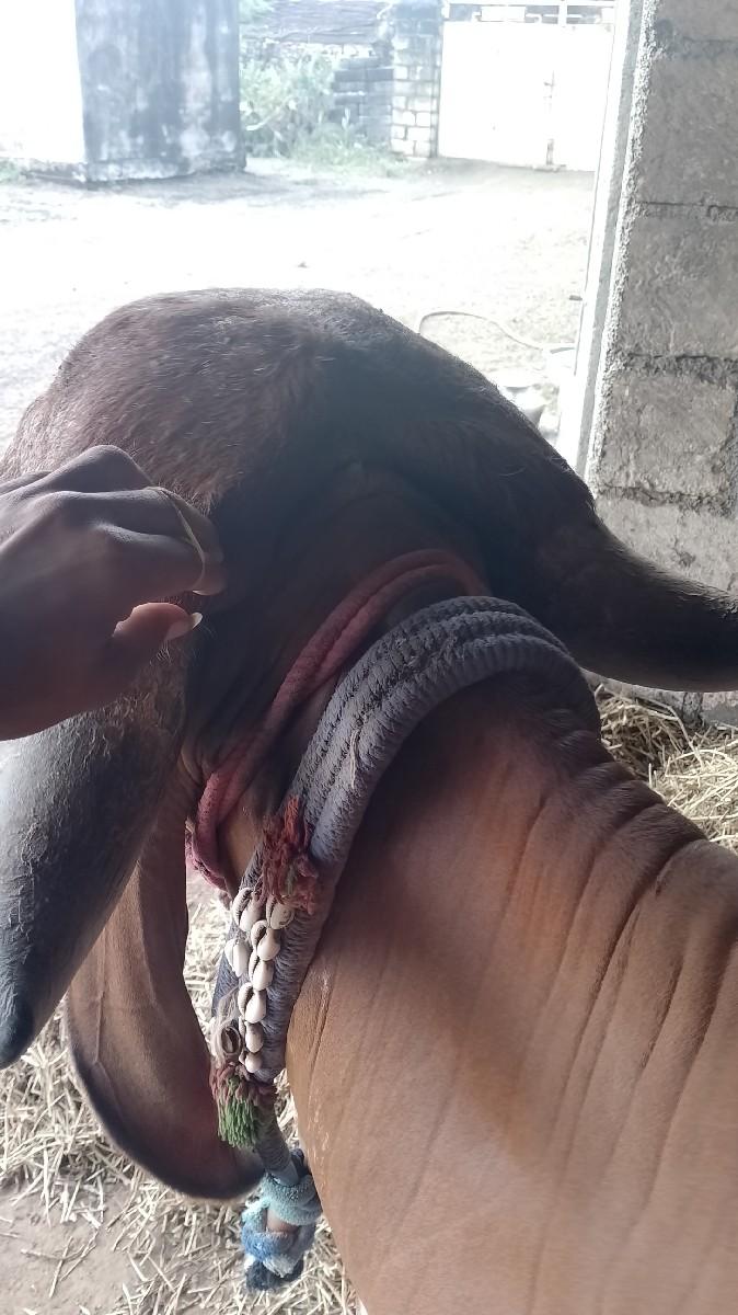 થંબનેલ 3