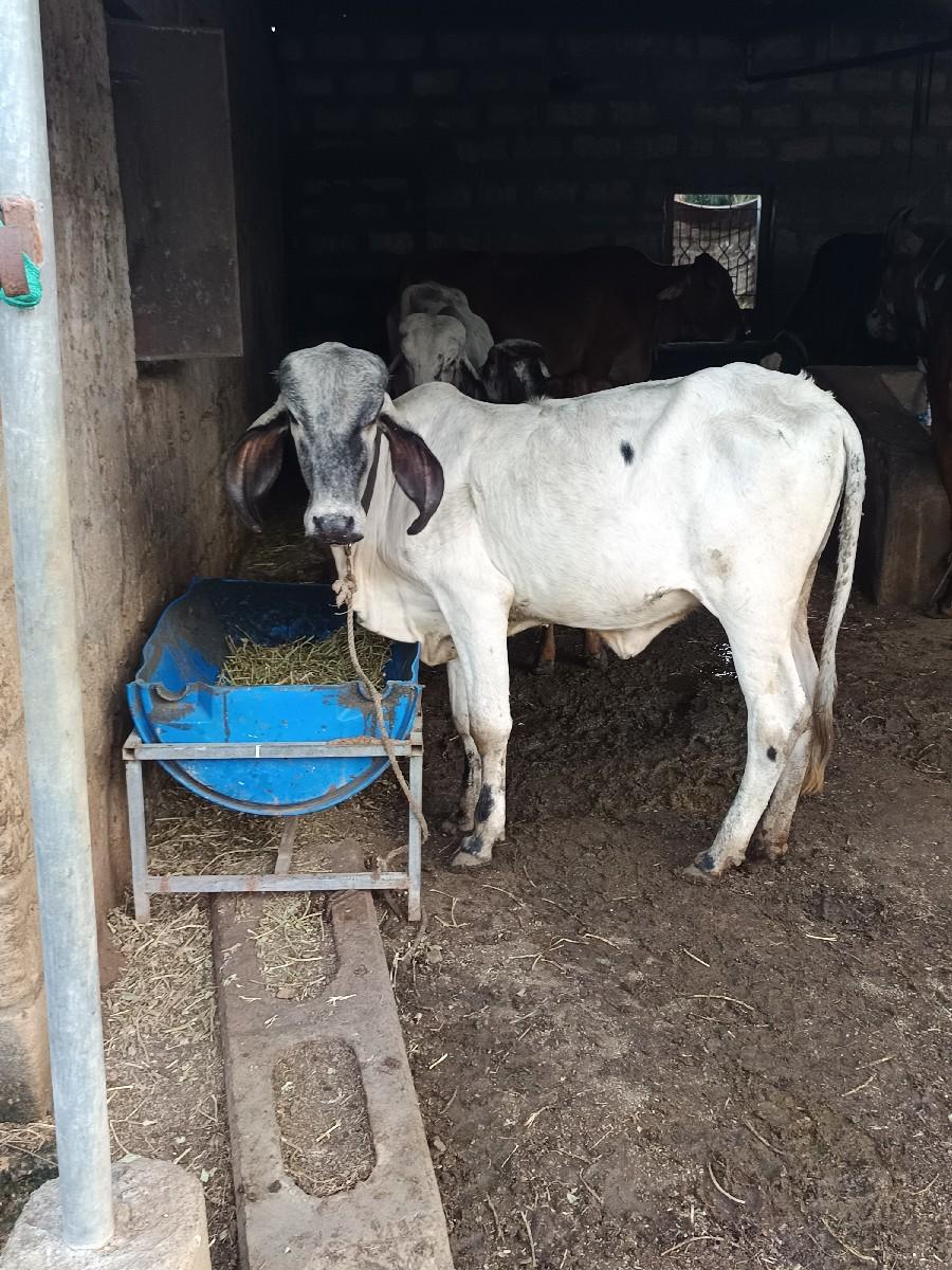 થંબનેલ 2