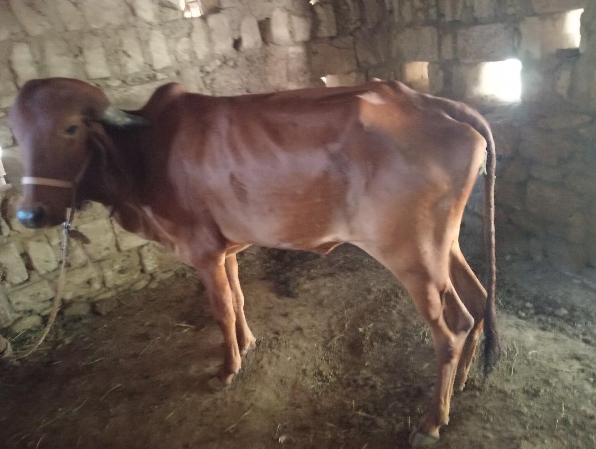 થંબનેલ 2