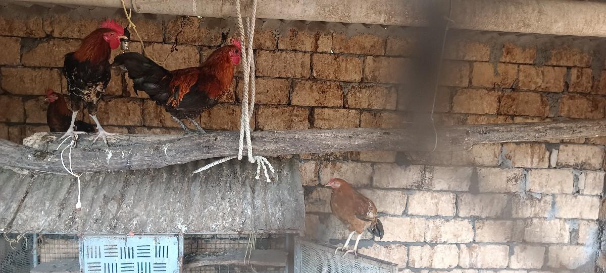 થંબનેલ 3