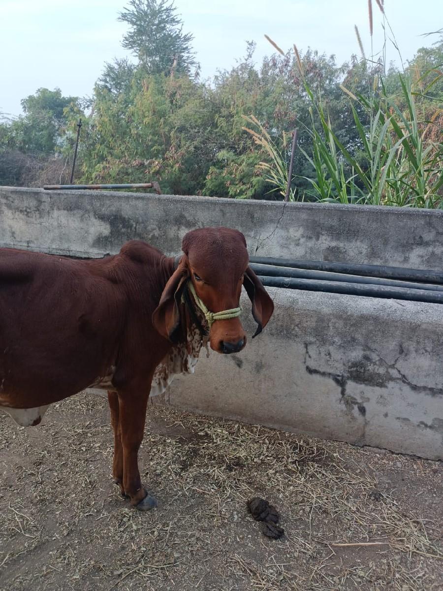 थंबनेल 3