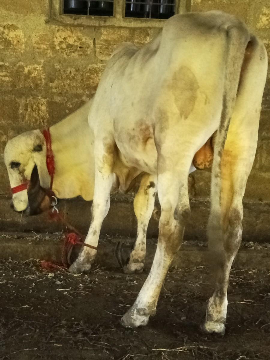 થંબનેલ 2