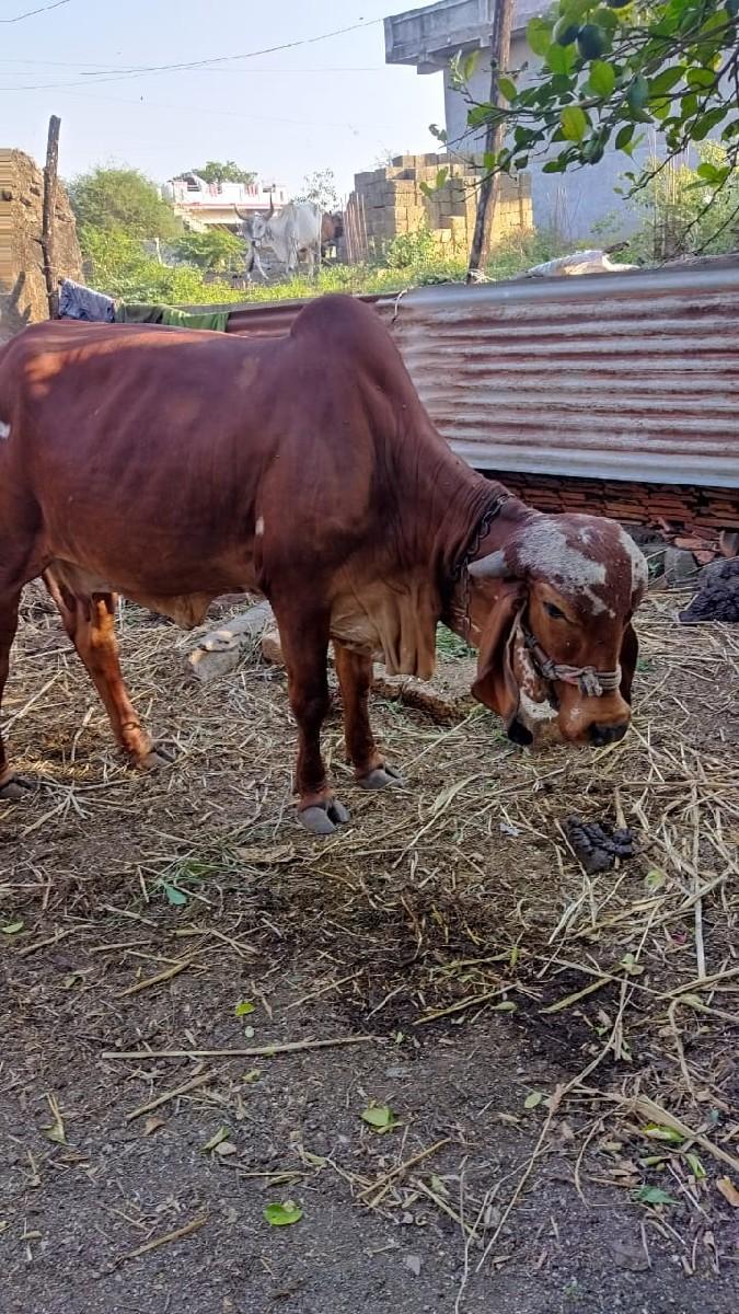 થંબનેલ 2