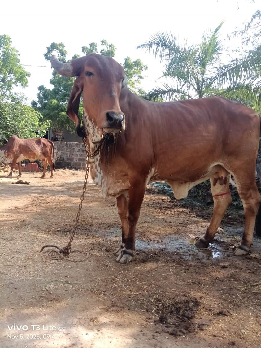 ગાય વેચવાની છે પેલું વેતર
