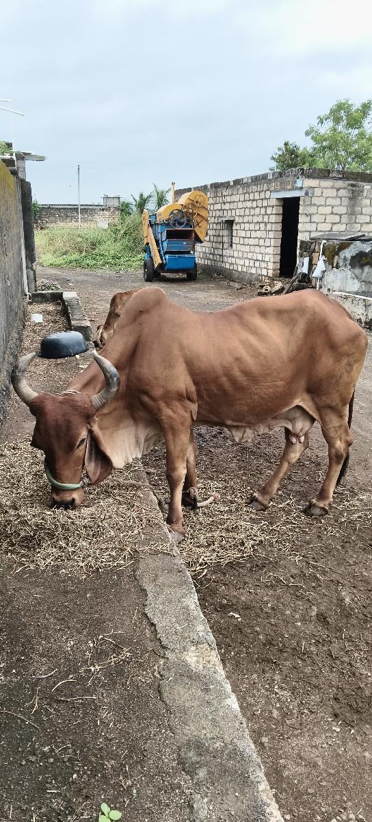 6 l દૂધ ત્રીજું વેતર