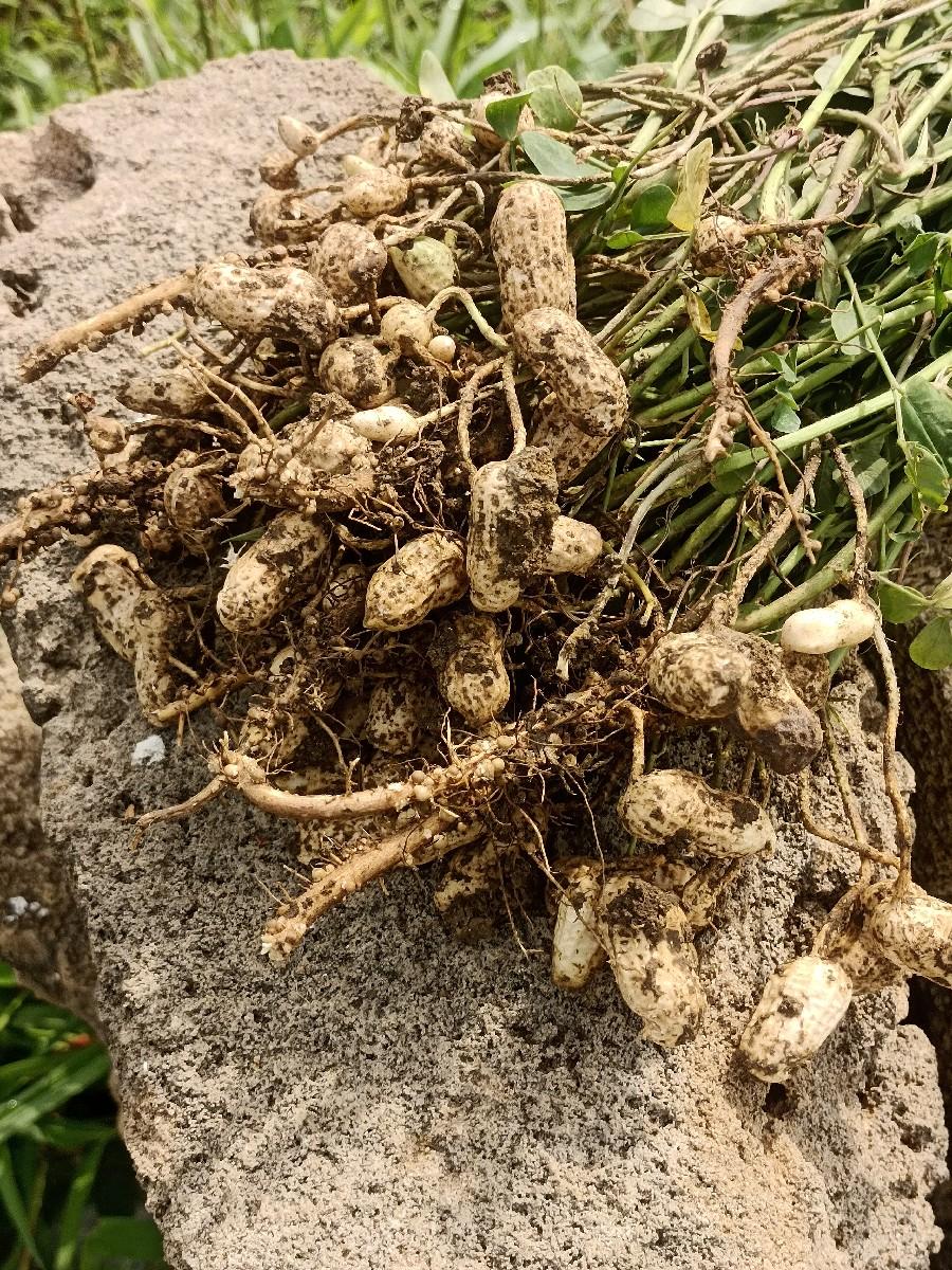 G 20 મગફળી