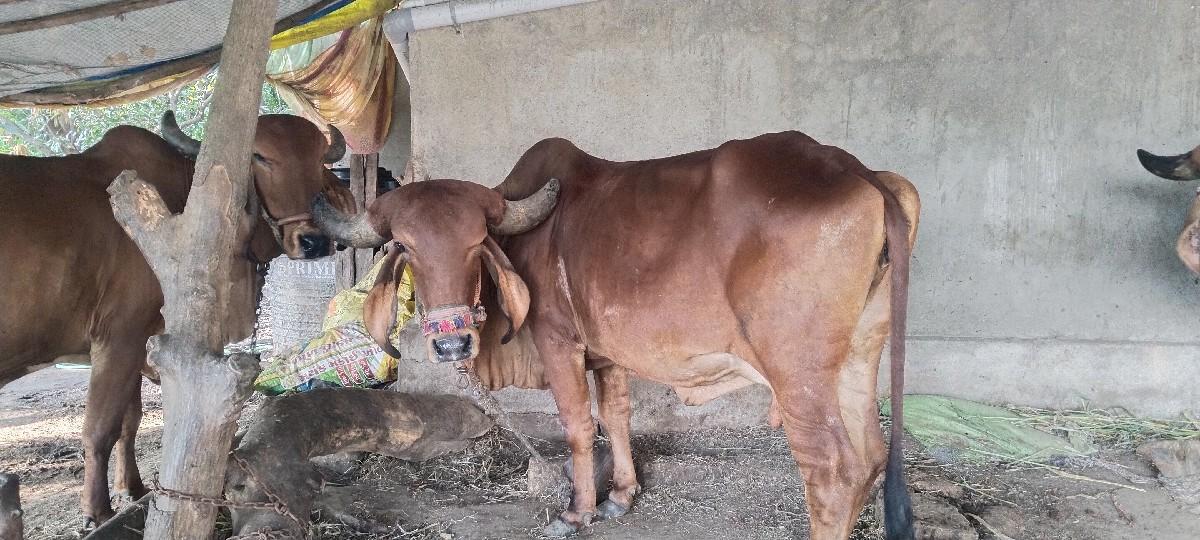 25 દિવસ ની કાશી સે