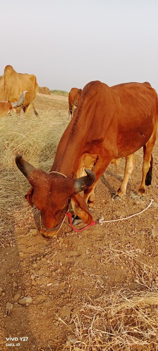 વેચવા નો‌‌ છે