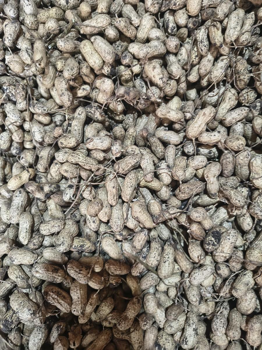 20 નંબર‌ મગફળી વેચવા‌ની છે