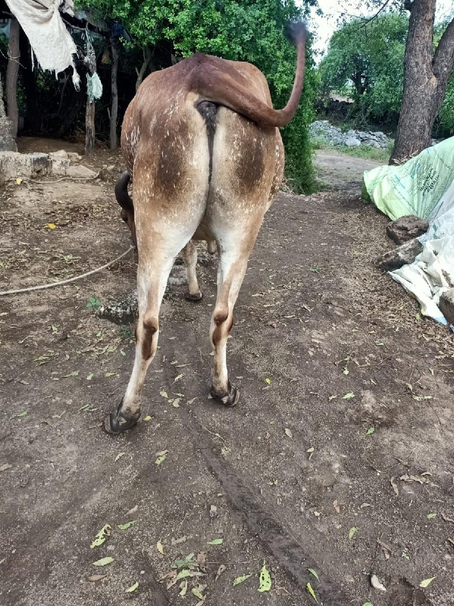 બડદ વેશવા નો છે