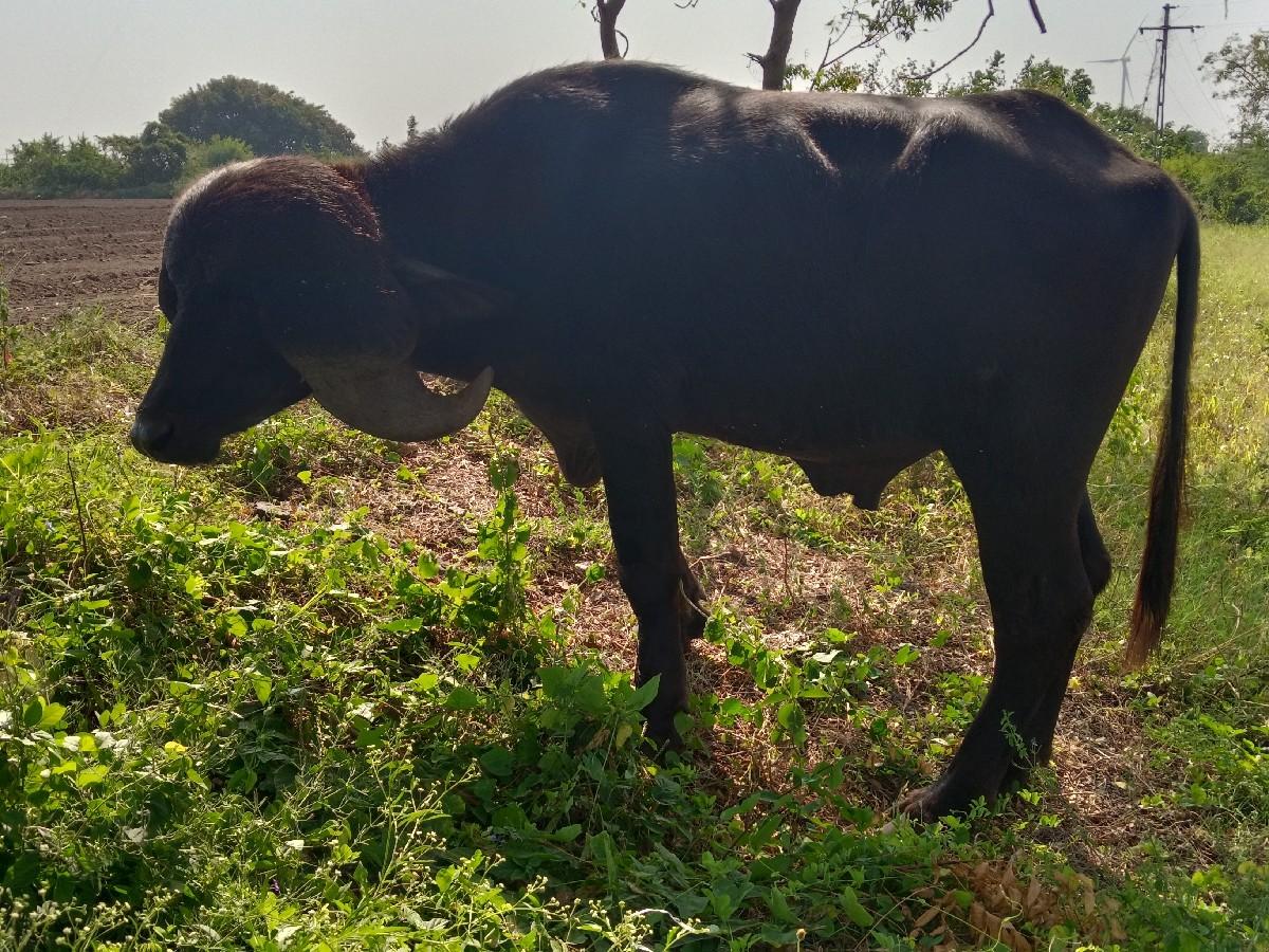 થંબનેલ 2