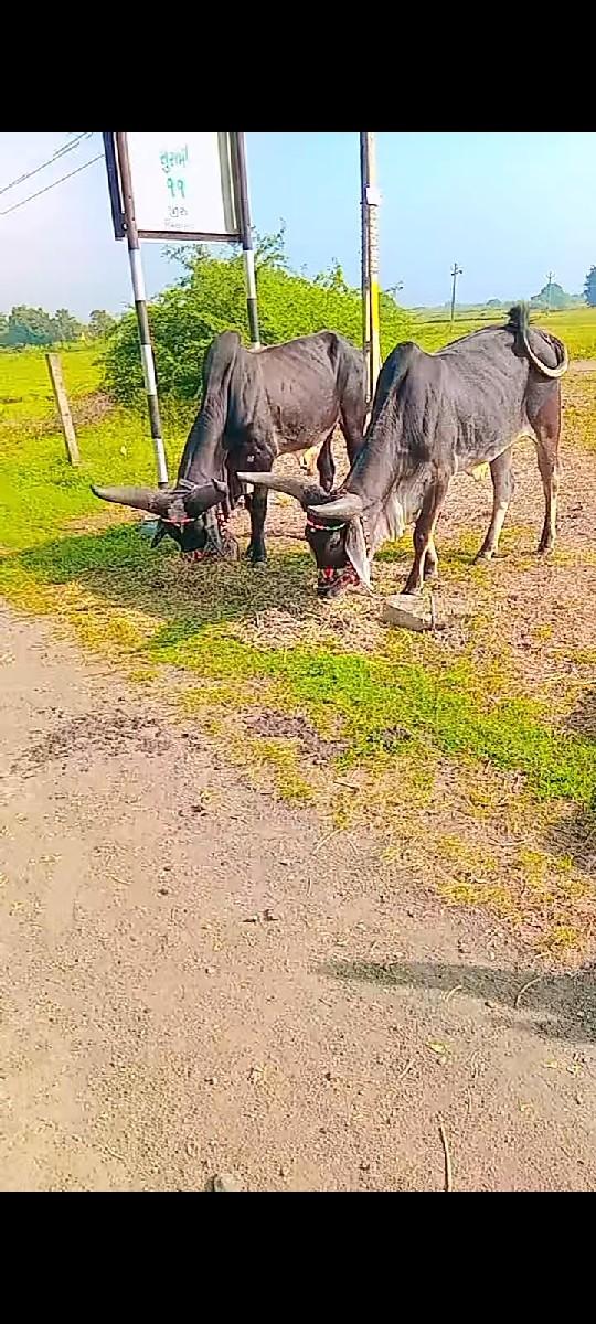 થંબનેલ 2