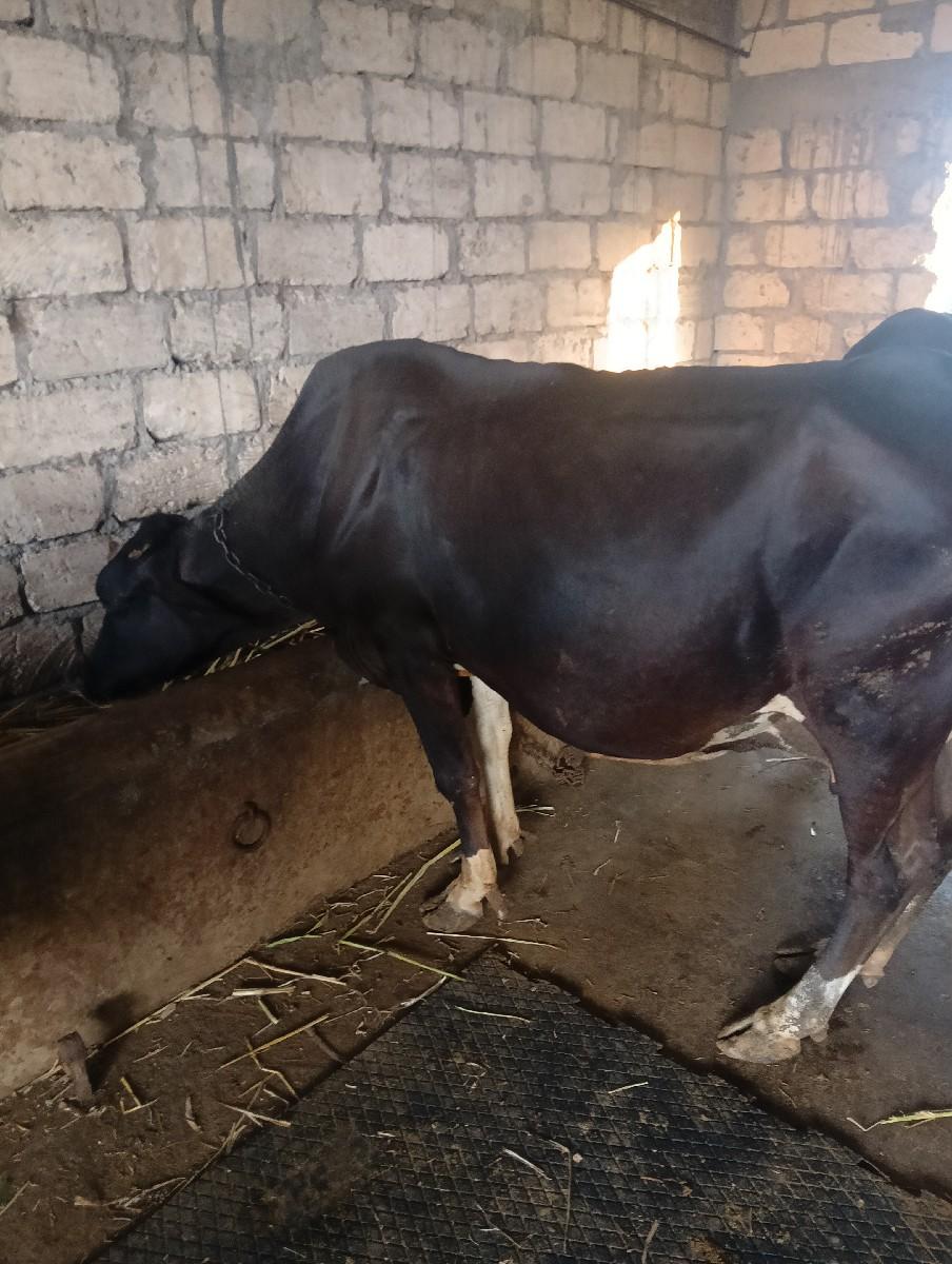 ગાયવેસવાનીછે