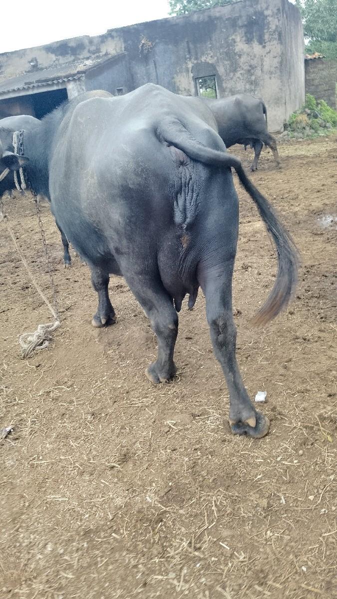 થંબનેલ 2