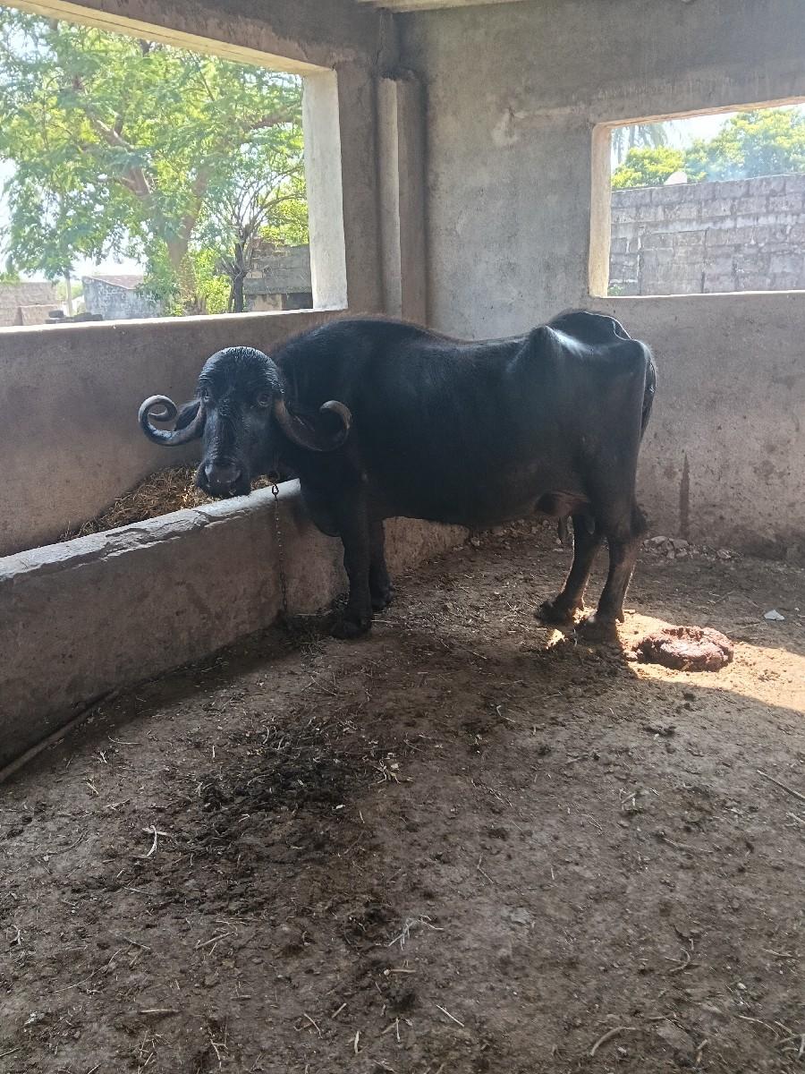 થંબનેલ 2