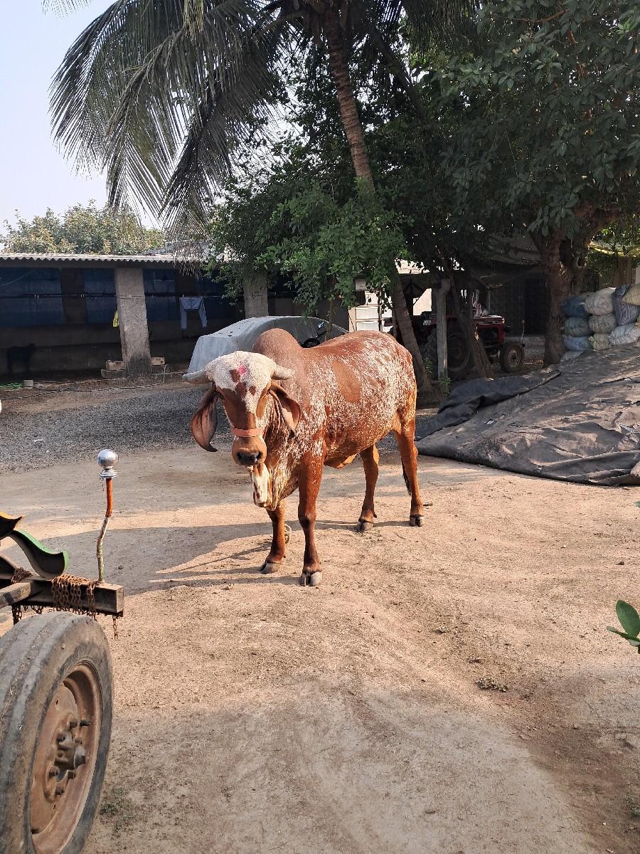 थंबनेल 3