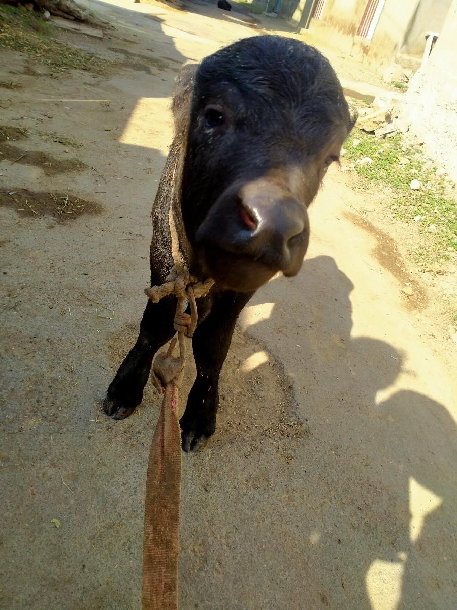 થંબનેલ 1