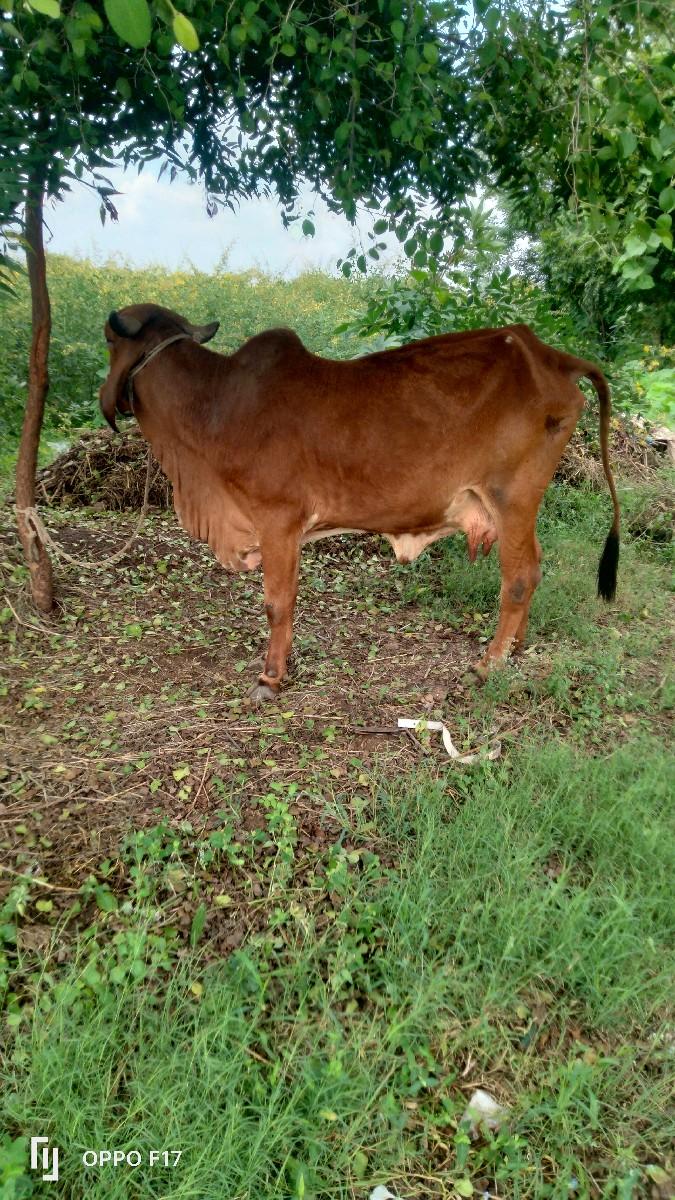 થંબનેલ 3