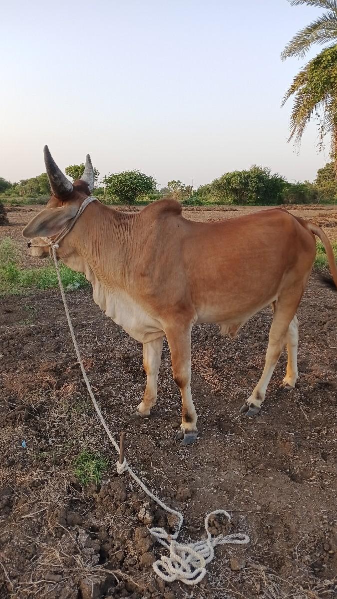 ઠાલા ઠાલા હાયતા છે