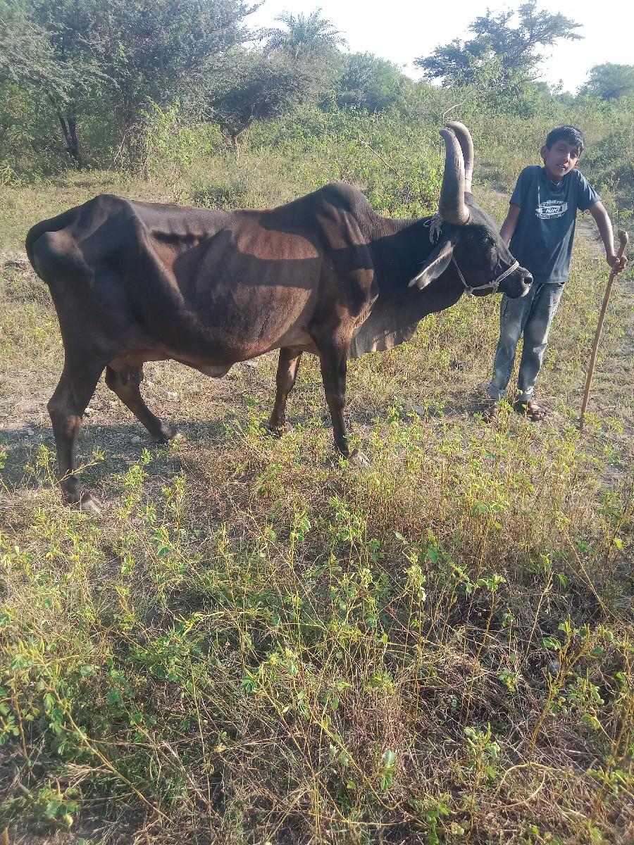 થંબનેલ 3