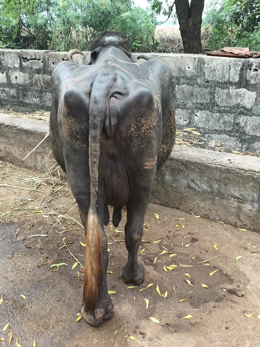 દોઢ મહિનાની વીયાણા