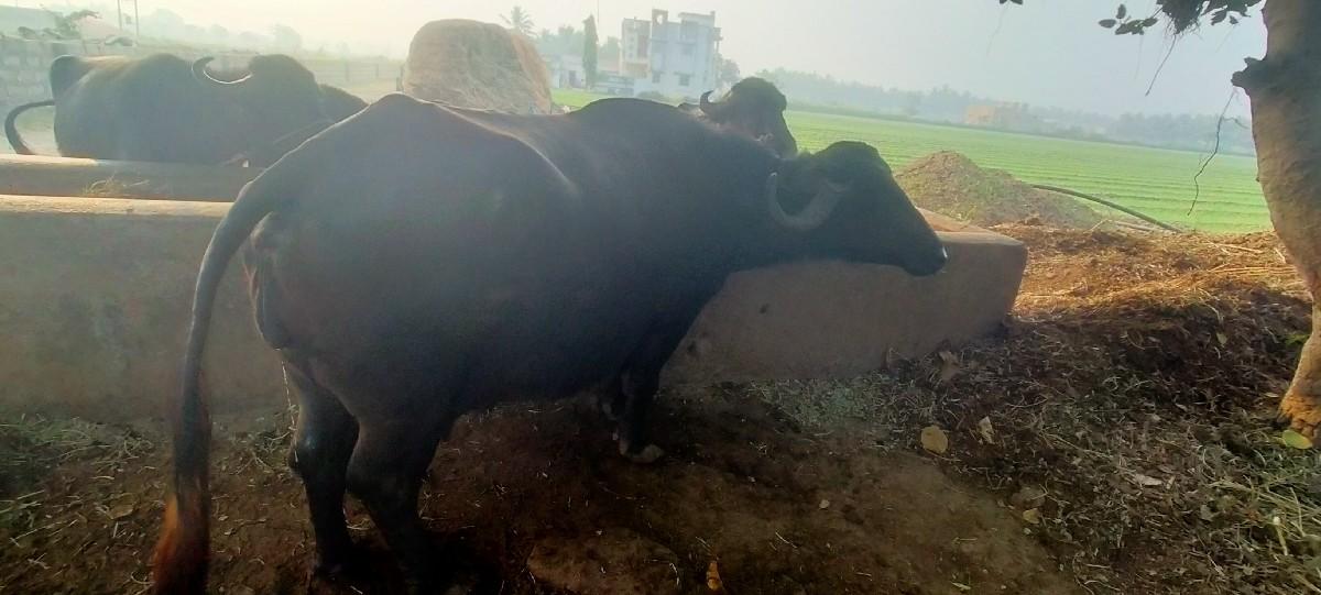 થંબનેલ 2