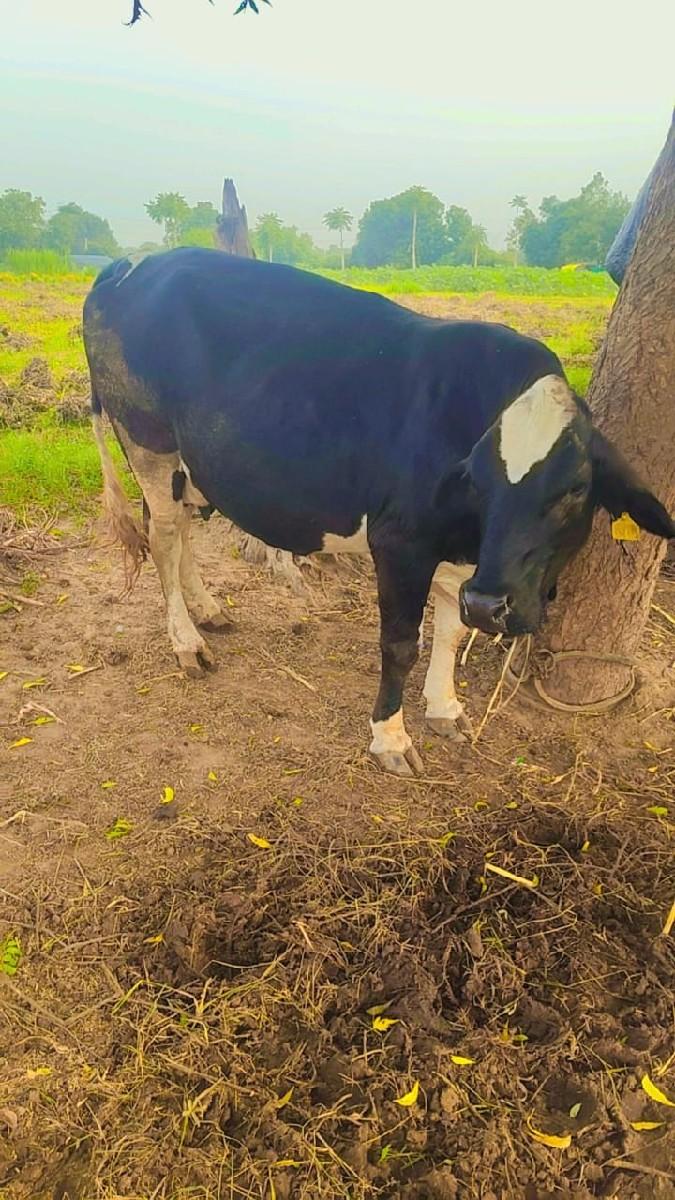 fh ગાય 20લીટર દિવસનું