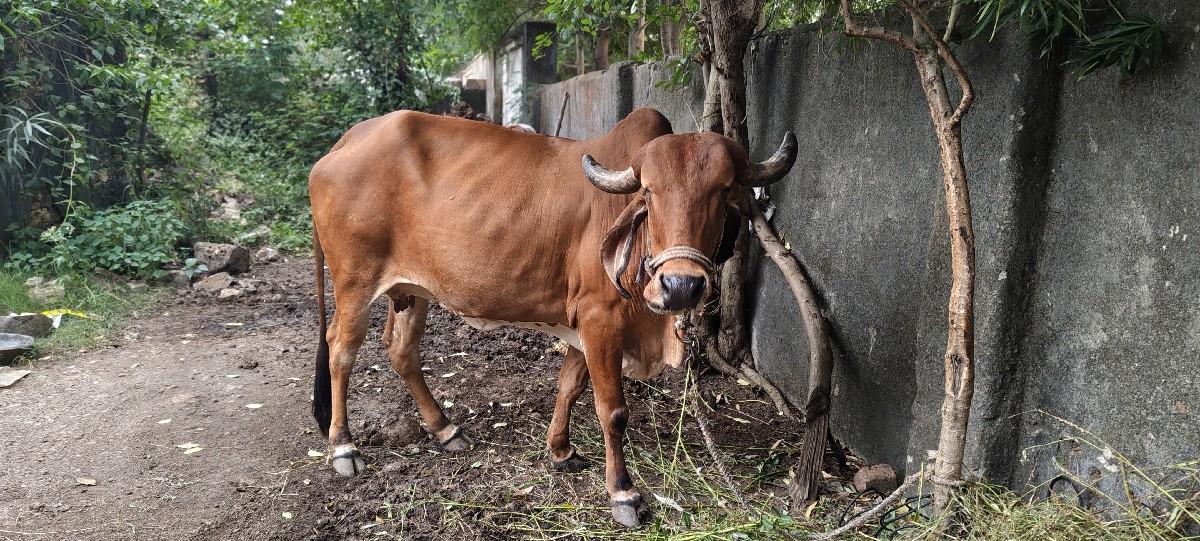 થંબનેલ 3