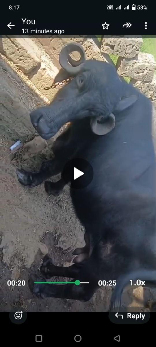 થંબનેલ 3