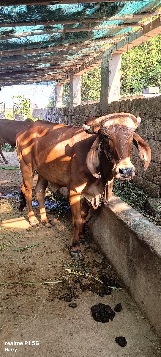 ગાય વેચવાની છે