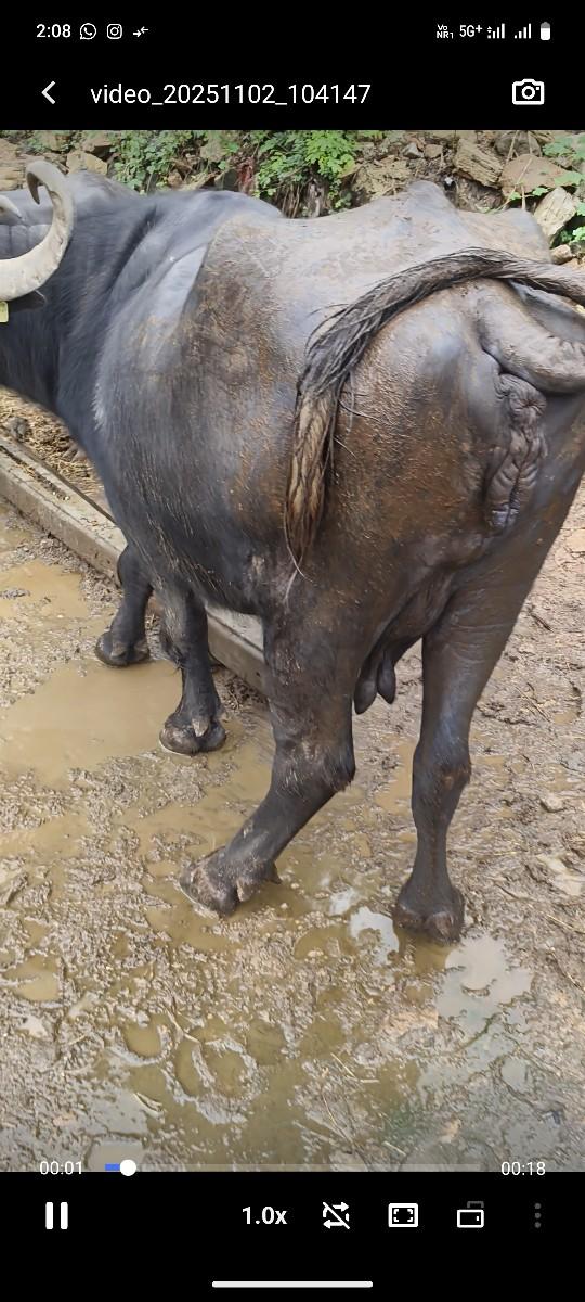 આ બે ભેંસો વેચવાની છે