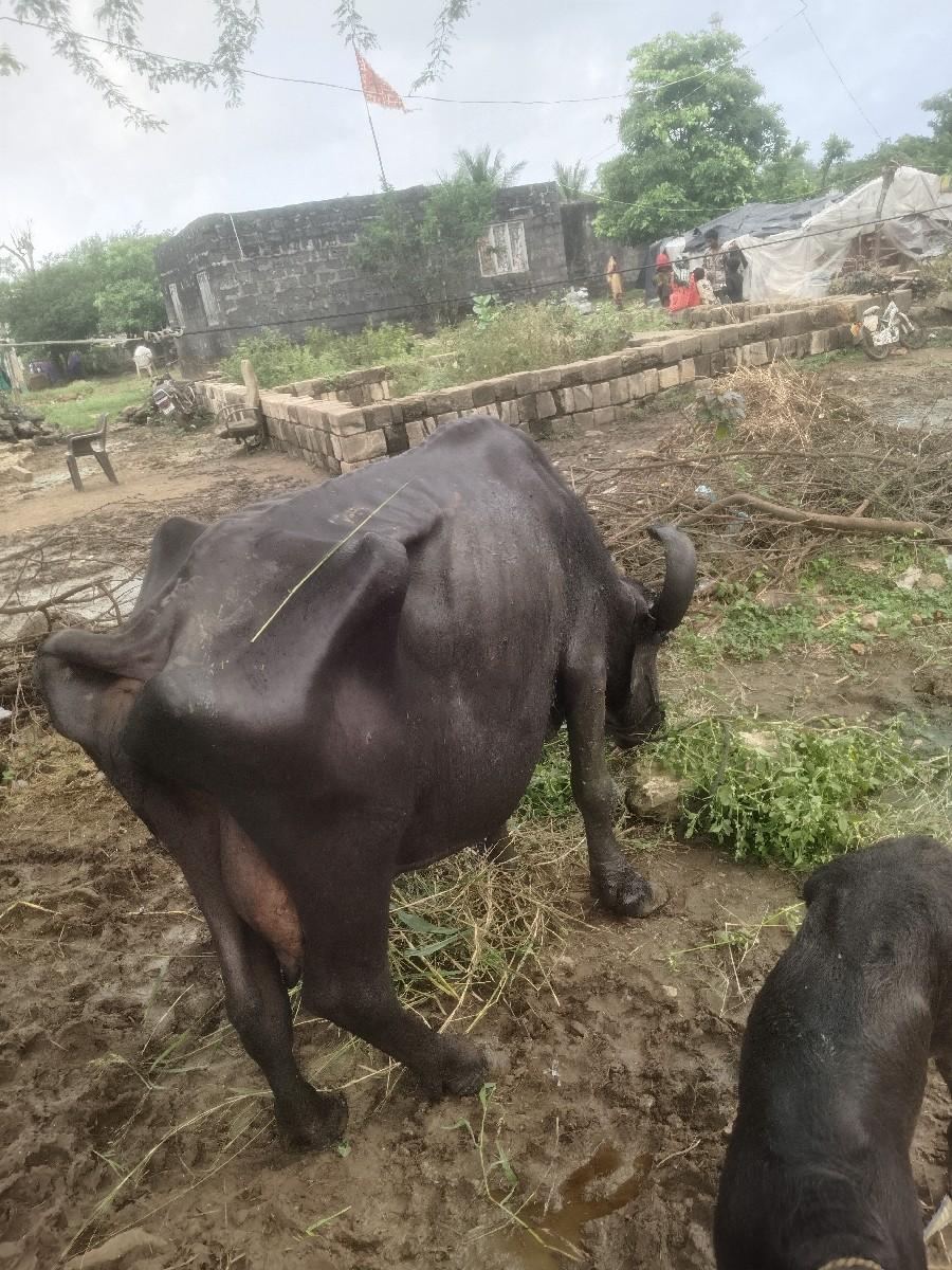 થંબનેલ 2