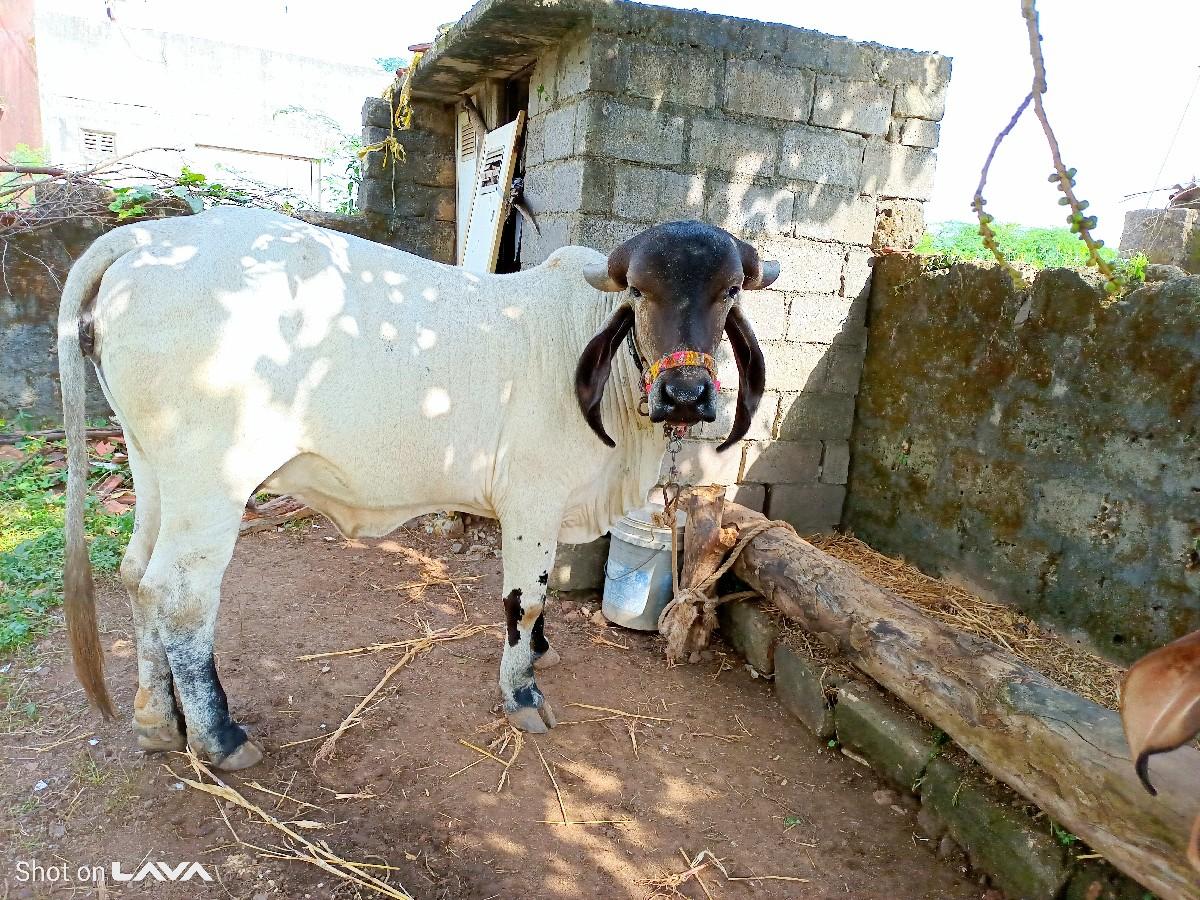 લીલડી ગીર ઓરડકી વેચવાની છે