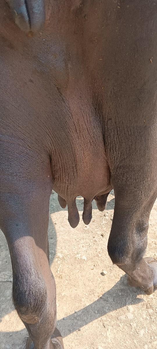 ભેંસ વેચવાની છે