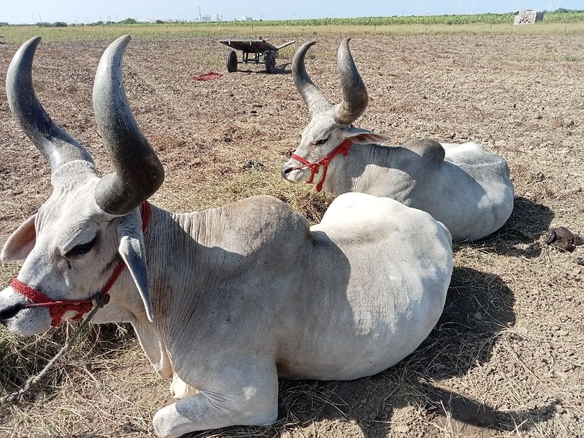 થંબનેલ 3