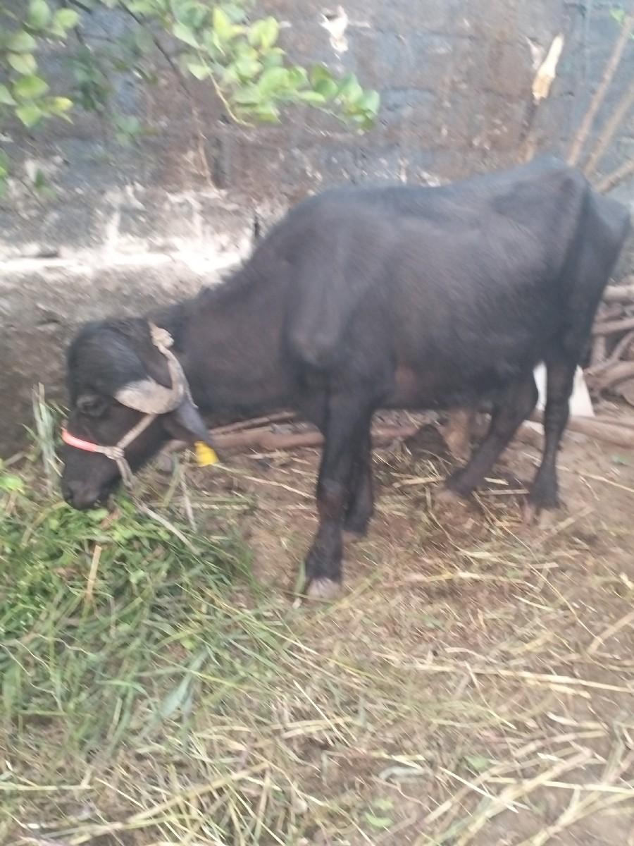 થંબનેલ 3