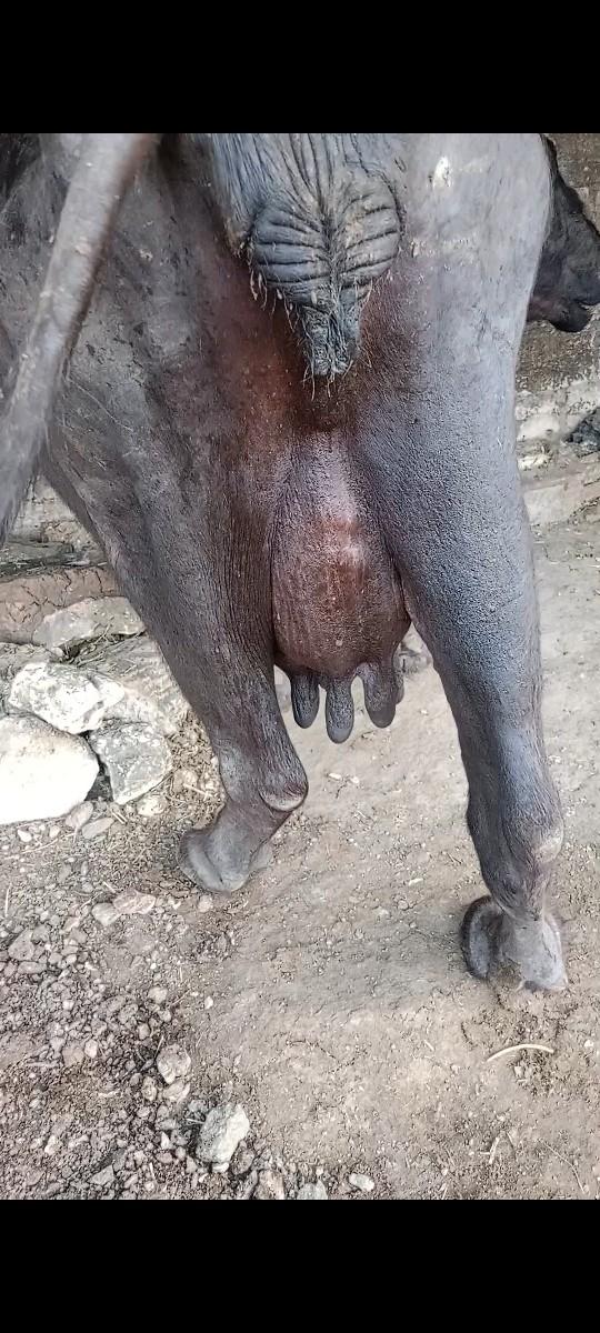 થંબનેલ 2