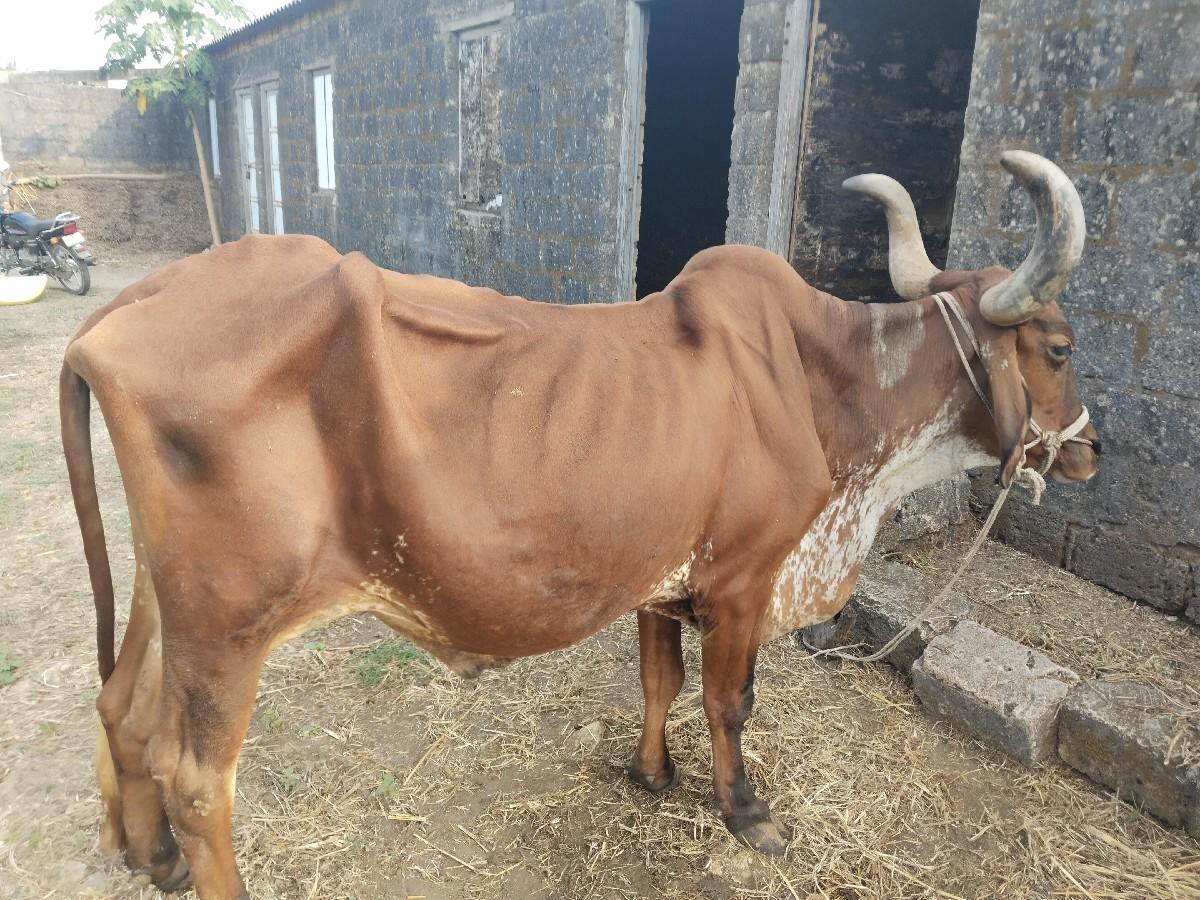 थंबनेल 2