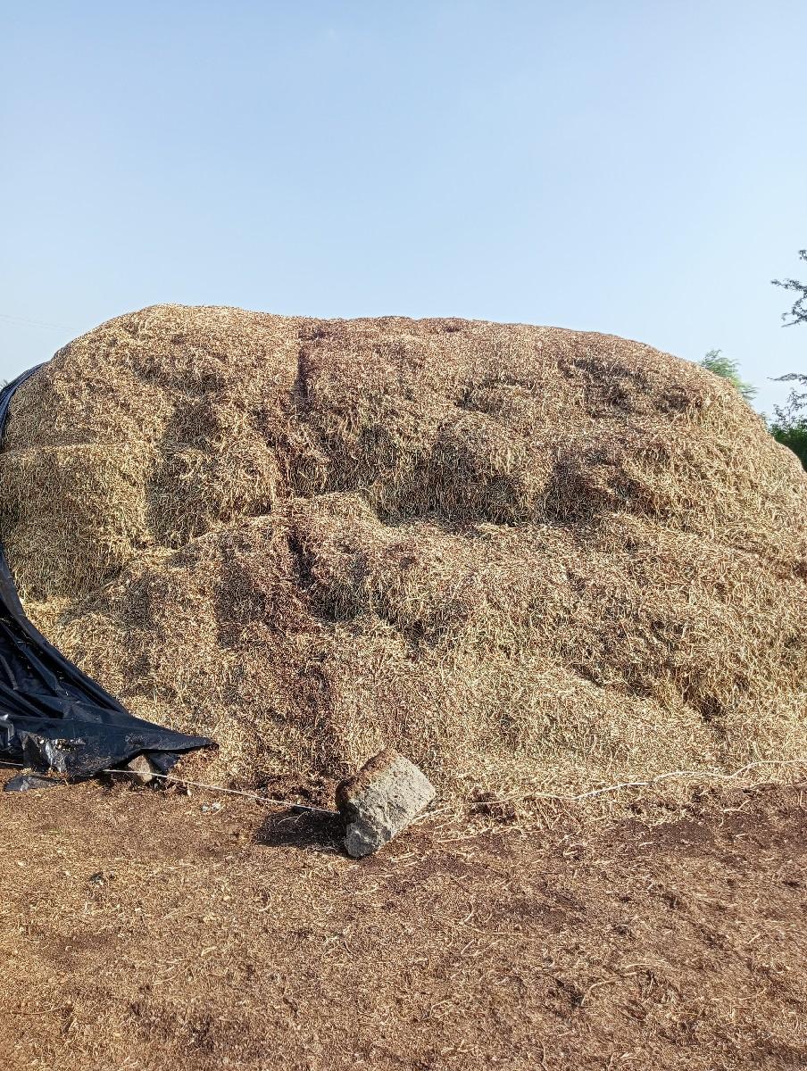 માંડવી નો ભૂકો