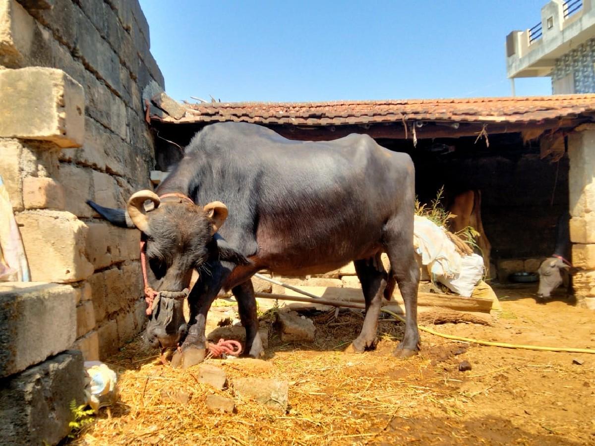 થંબનેલ 3