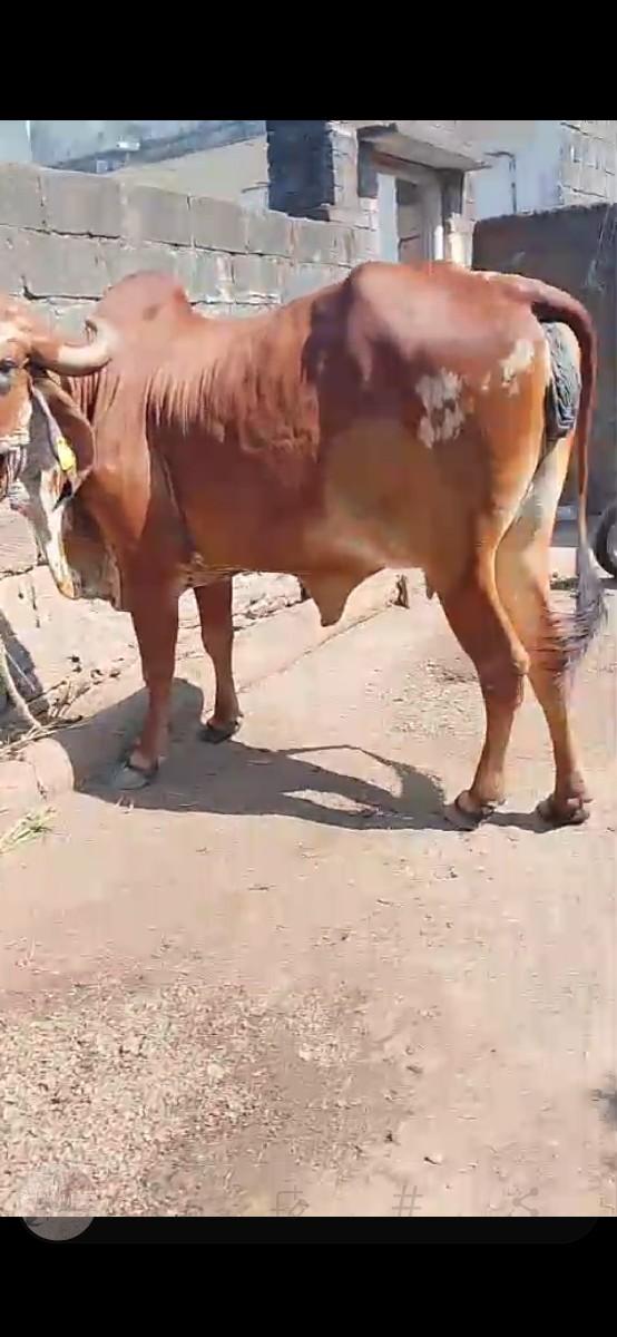 થંબનેલ 3