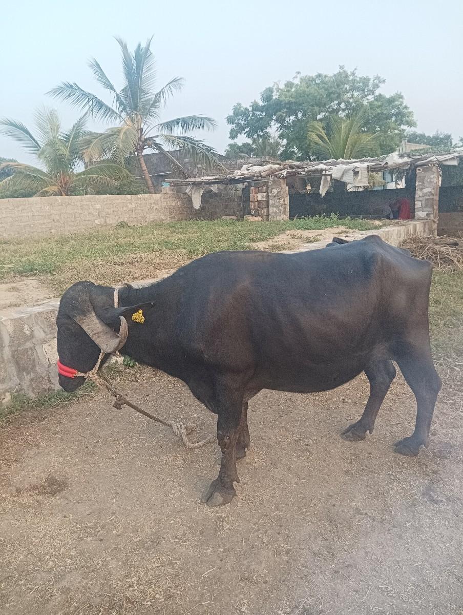 ભેંસ વેસવાની છે