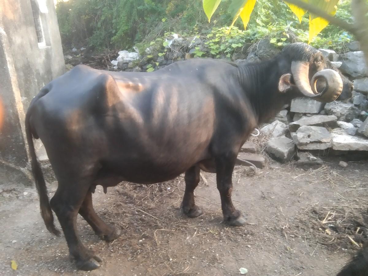 થંબનેલ 2