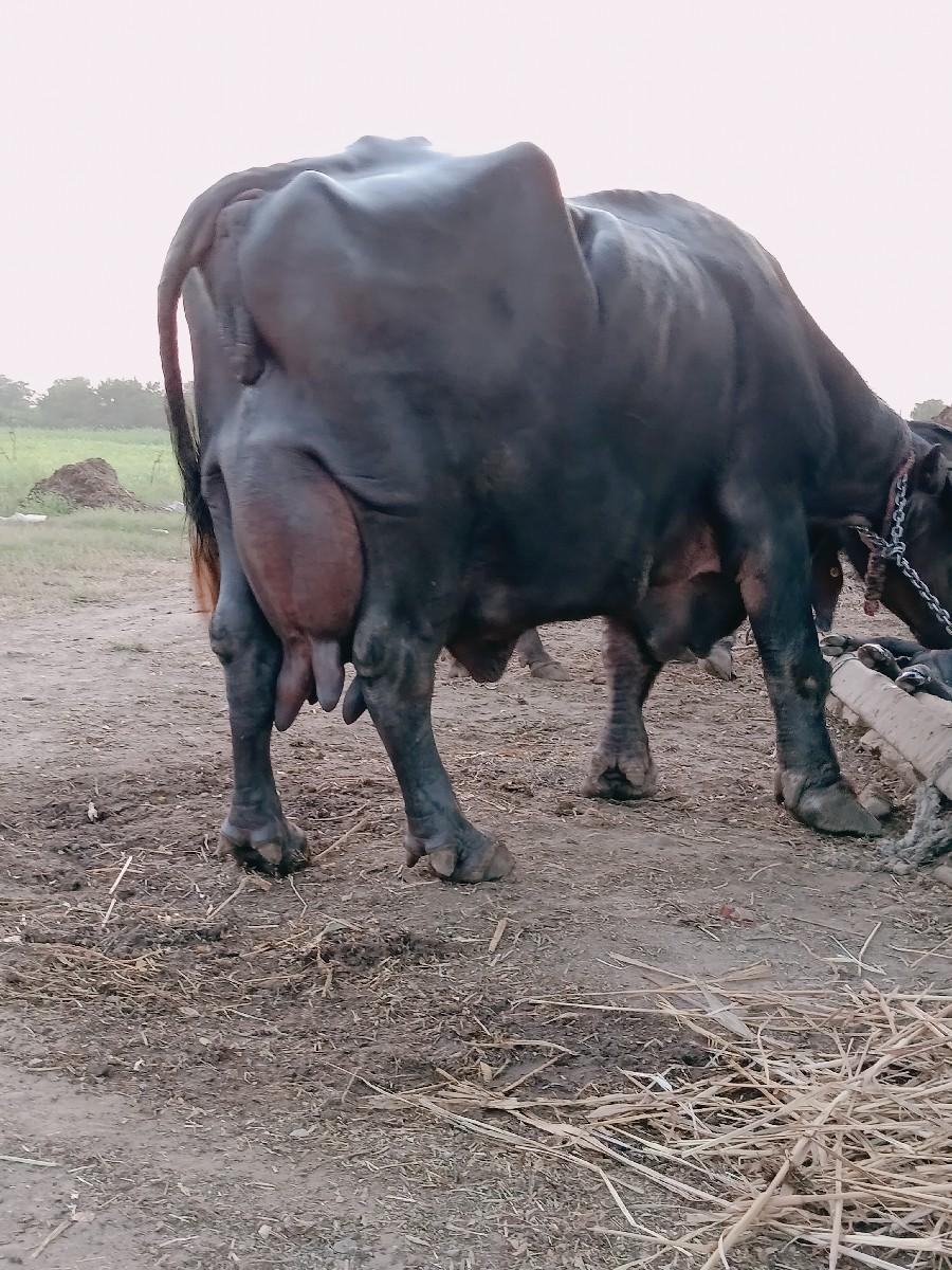 થંબનેલ 2