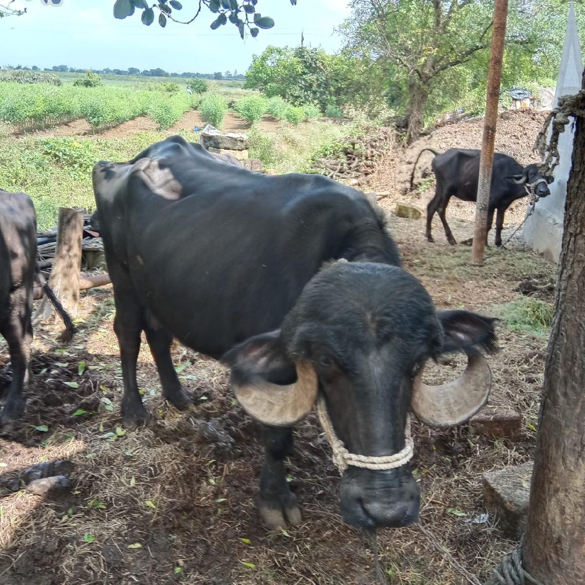 થંબનેલ 3