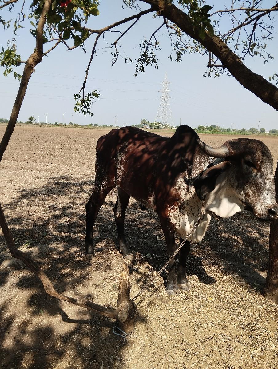 થંબનેલ 3