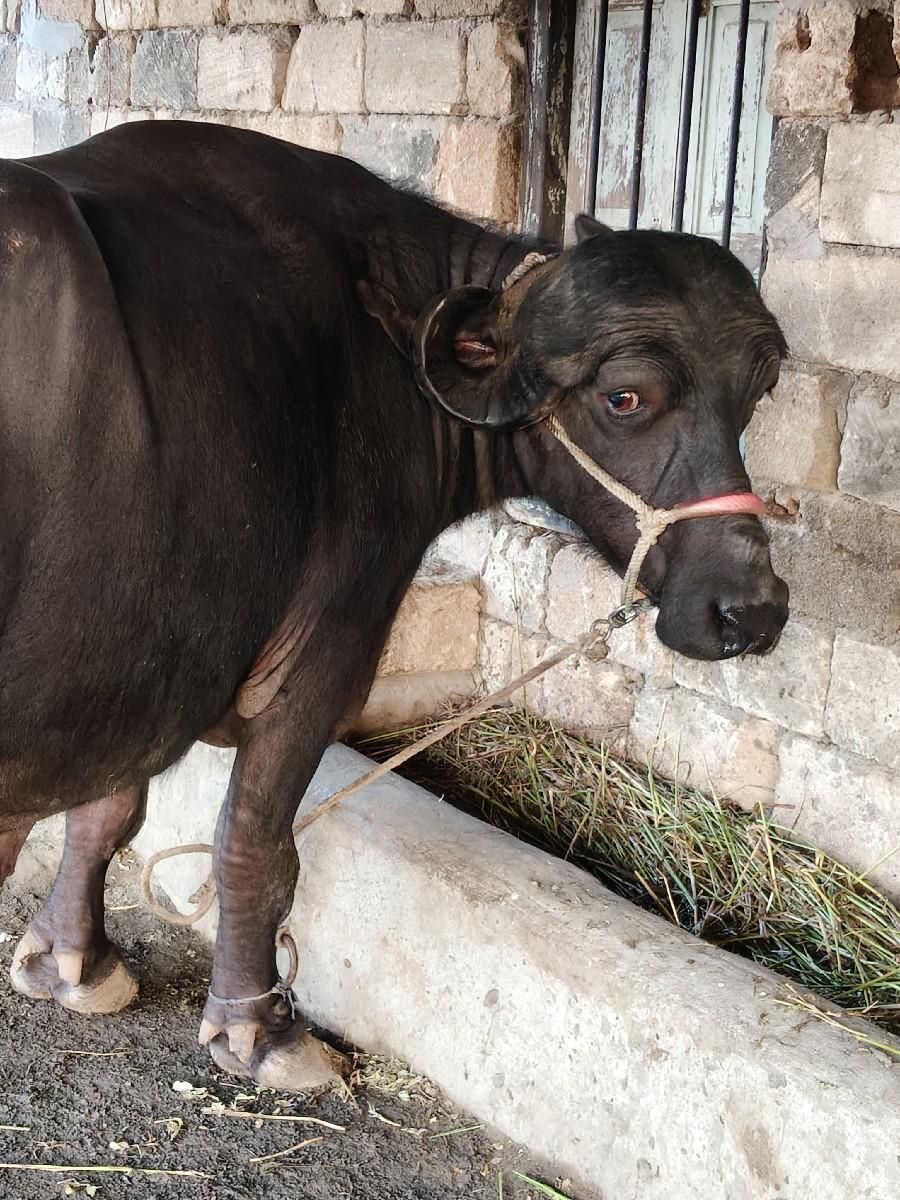 થંબનેલ 3